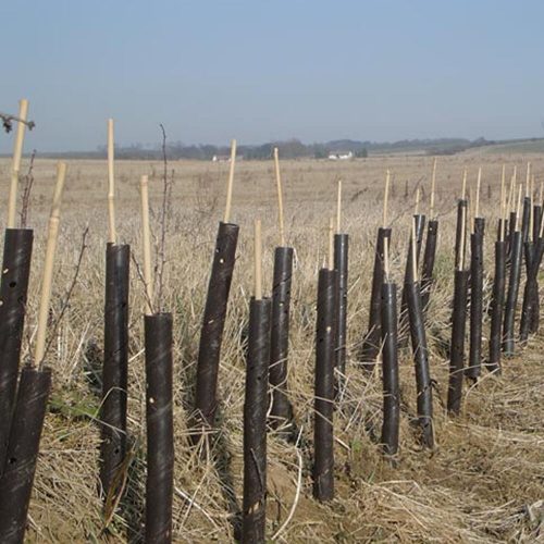 2FT/38MM Brown Spiral Tree Guards